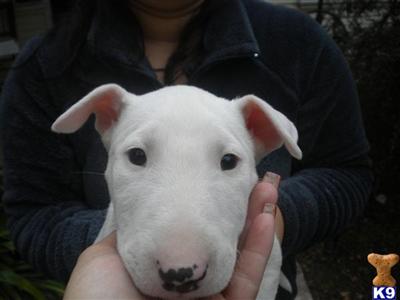 Bull Terrier female