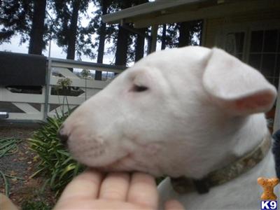 Bull Terrier female