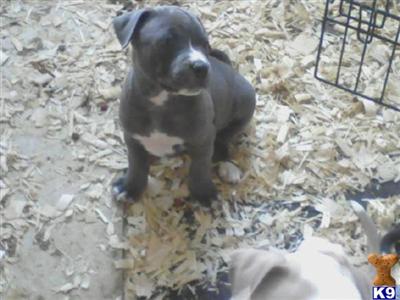 blue boy razor edge blue fawn boy pitbulls