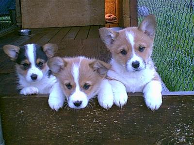 Darling Pembroke Puppies AKC Registered