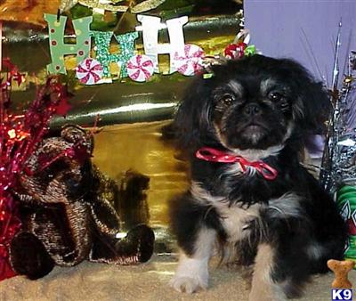 Pekingese Small Toy Dragon Won Sok Ready Now for Adoption