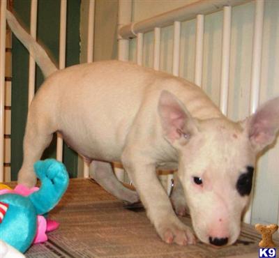 BULL TERRIER PUPPIES - 4 YEAR HEALTH GUARANTEE