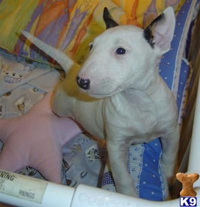 Bull Terrier Puppies