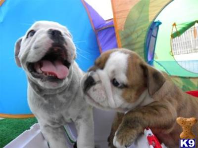 English Bulldog Puppies