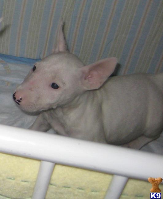 BULL TERRIER PUPPIES - LIFETIME HEALTH GUARANTEE