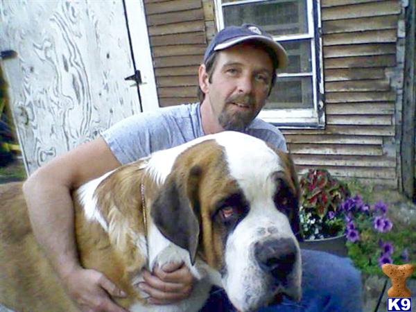 Akc Saint Bernard puppies