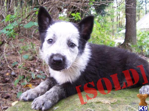 panda german shepherd puppies for sale document moved panda german shepherd puppies for sale document moved
