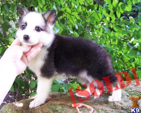 panda german shepherd puppies for sale document moved panda german shepherd puppies for sale document moved