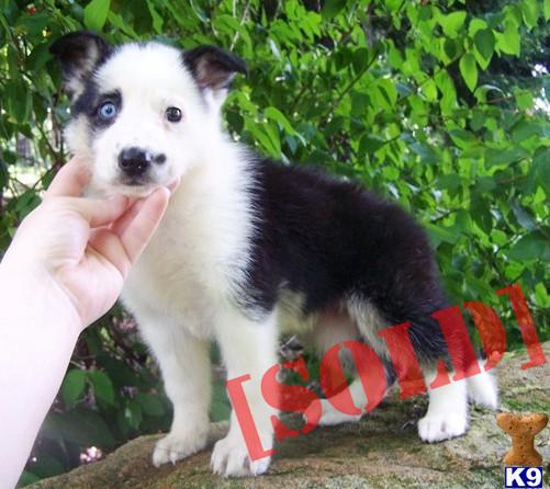 panda german shepherd puppies for sale document moved panda german shepherd puppies for sale document moved