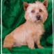 Buddy Stud for Sale AKC