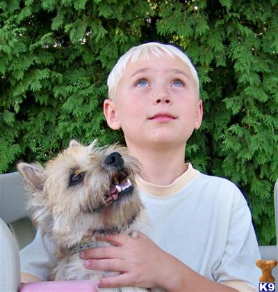 AKC Cairn Terrier pups, Healthy Vet Ckd,Clean,Friendy,No Doggie Ordor.  