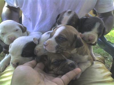 PITBULL PUPPIES FOR SALE