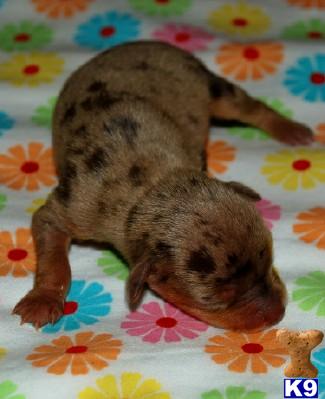 AKC Min Pins Dilute Colors  Harlequin Pinschers