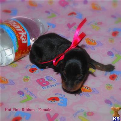 AKC Min Pins Dilute Colors  Harlequin Pinschers
