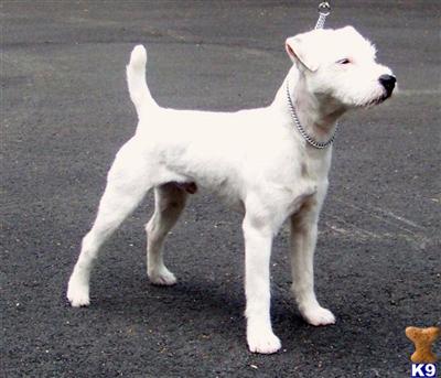  jack russell puppies