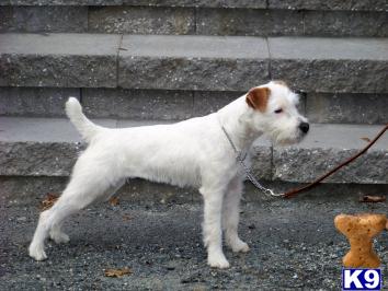 Huckle Hill Terriers
