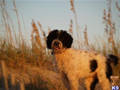 PWD Pirate Puppies Available Right Now