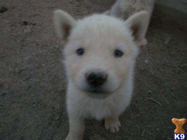 Wolf/Husky Pups