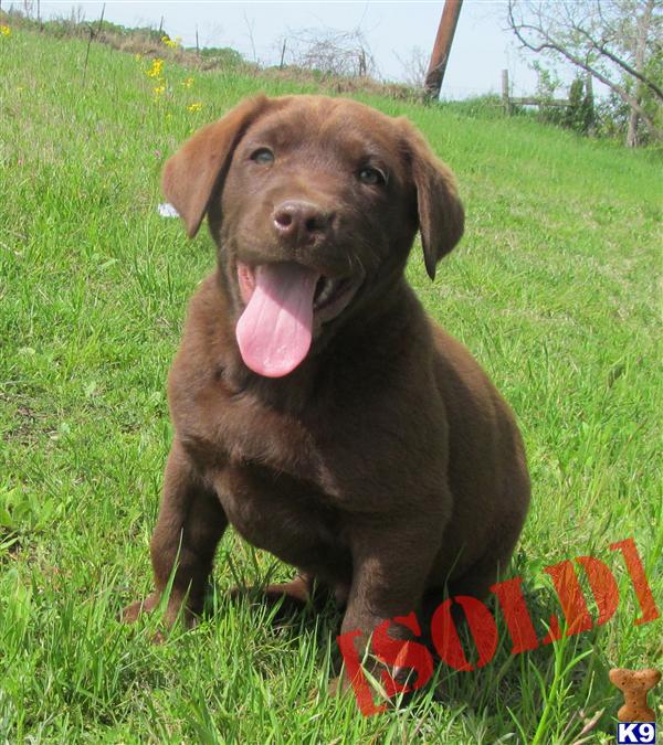 black lab puppies for sale in nj chocolate labrador puppies for sale in nj chocolate labrador puppies breeds picture black lab puppies for sale in nj chocolate labrador puppies for sale in nj chocolate labrador puppies breeds picture