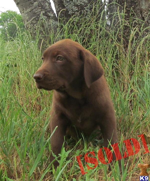 chocolate lab puppies for sale in tn akc breed chocolate labs for sale breeds picture chocolate lab puppies for sale in tn akc breed chocolate labs for sale breeds picture