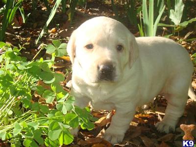 AKC Yellow and Black Lab puppies