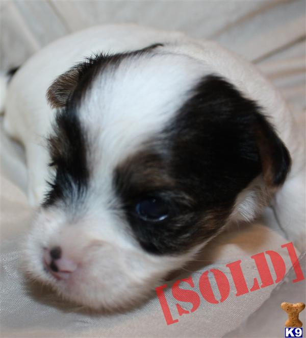 Adorable Biewer Terrier girl