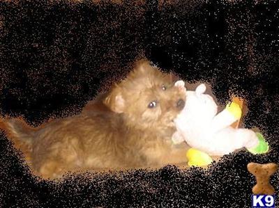 Puppies