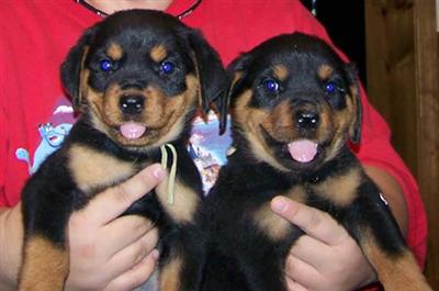 Rottweiler Puppies
