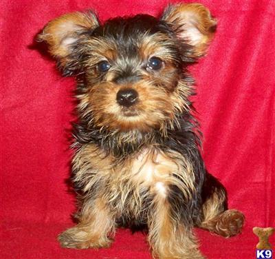 Yorkshire Terrier puppies