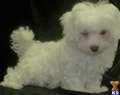 Maltese puppies