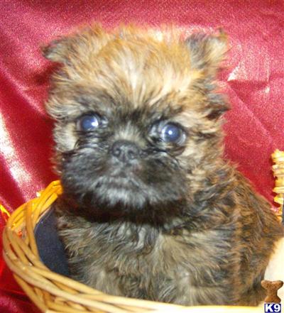 Brussel Griffons