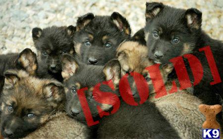 German Shepherd Pups DDR Imported 