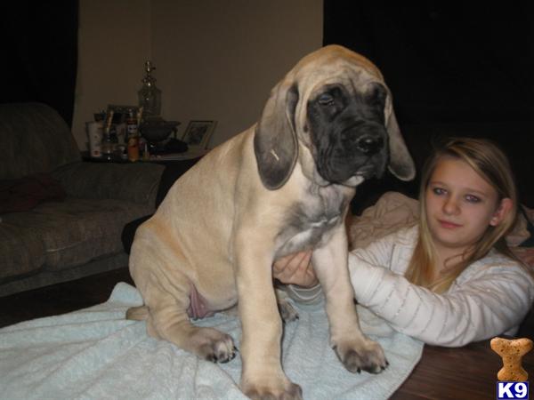 akc english mastiff puppies for sale