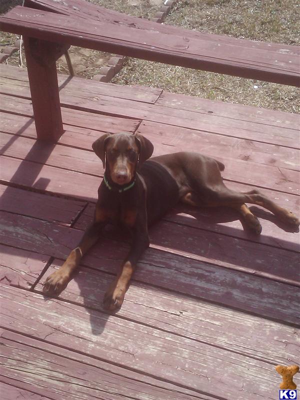 Red Doberman Pinscher Puppy Red Doberman Pinscher Puppy