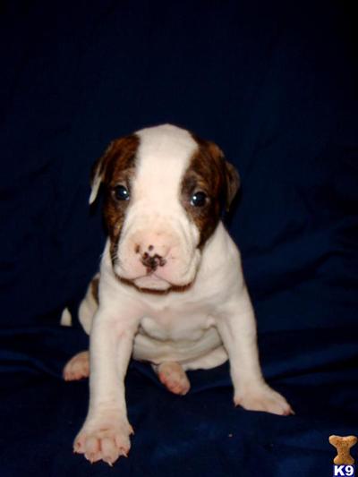 CKC PUPS GOTTY and RAZORS EDGE