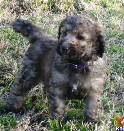 TONS of Curls Doodles IN Dallas NO SHED quality Pups