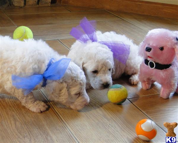  LABRADOODLE PUPPIES  EXTREMELY BEAUTIFUL PARTI LITTER