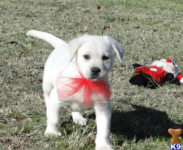 BRIGHT WHITE BEAUTIFUL LAB  UNDER THE CHRISTMAS TREE READY NOW