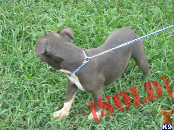 Female Blue Pit Bull