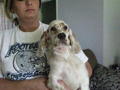 Laverack Type English Setter Puppy