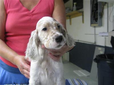 English Setter Puppies