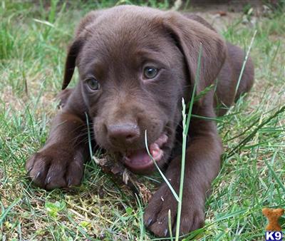 AKC Chocolate Labs