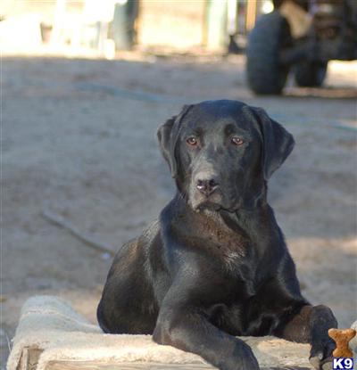 Sonora
