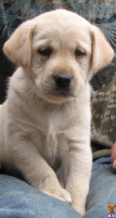 AKC Lab pups Black and Yellow/White