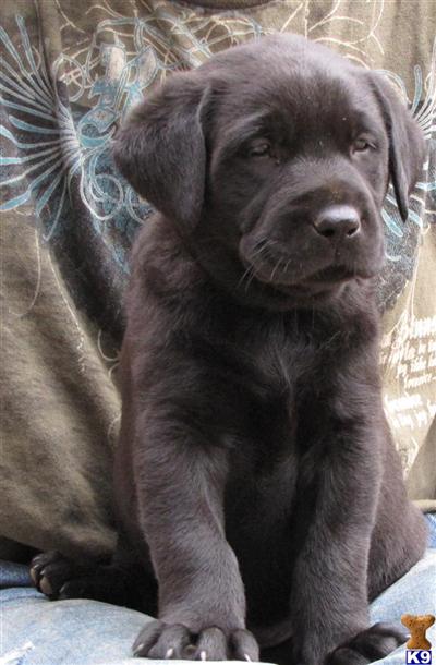 AKC Yellow/White  Black Lab Pups