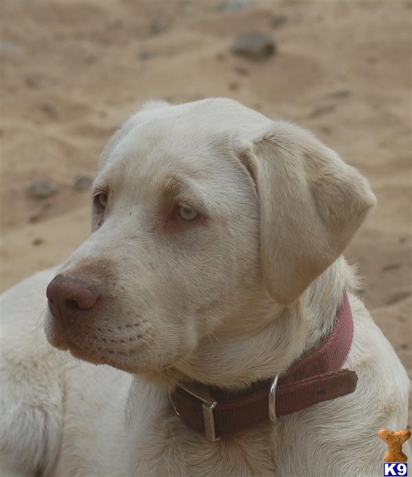 SOLDAKC Lab pup Yellow/WhiteSOLD