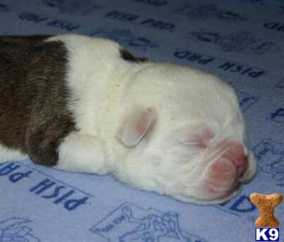 Lollipop Kennel puppies