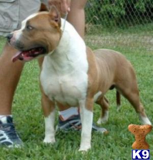 Showstyles Living Legend Romeo