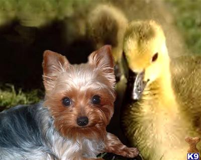 Purebred Yorkie Puppies
