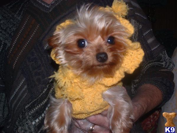 Five Yorkie Puppies